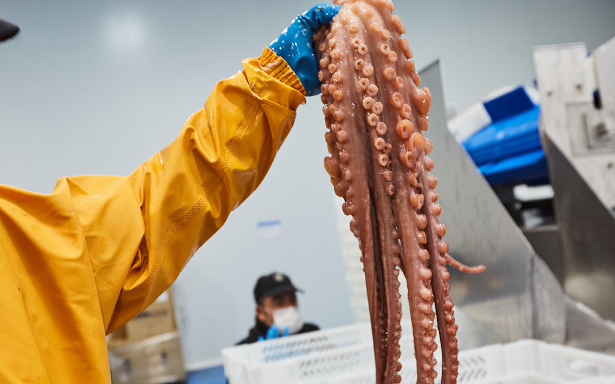 BigBlu fábrica pulpo de calidad